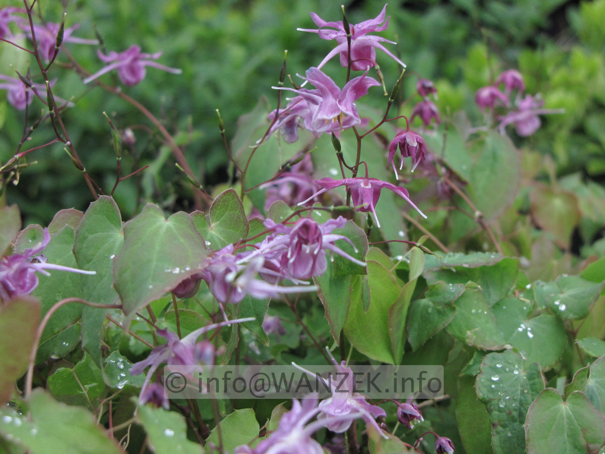 Epimedium grandiflorum Lila Fee 01.JPG